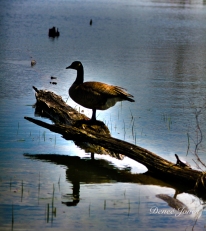 Reflecting goose